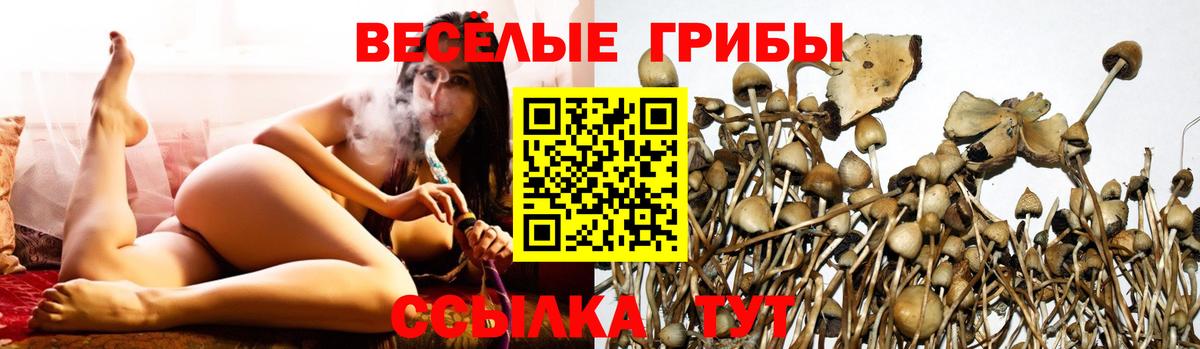Псилоцибиновые грибы прущие грибы Новоалександровск